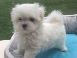 Harmony bleibt bei uns!