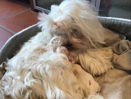 Der K - Wurf ist da!