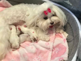 Der M - Wurf ist da!