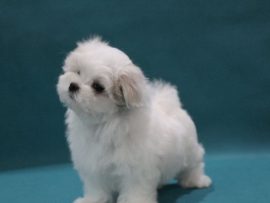 Yaneliya bald bei uns!