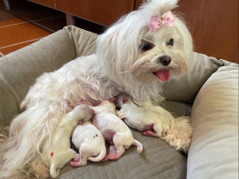 Der R - Wurf ist da!