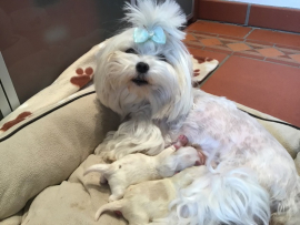 Der S - Wurf ist da!