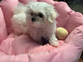 Betty & Boomer 12 Wochen