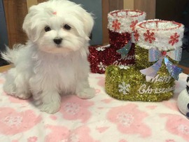 Django 6 und Escade 4 Monate