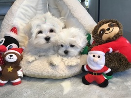 Hailey 3 und escada 4 Monate alt