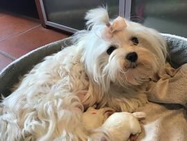 Der K - Wurf ist da!