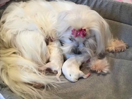 Der N - Wurf ist da!