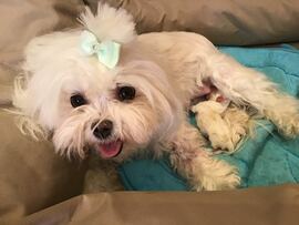 Der O - Wurf ist da!