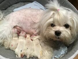 Der P - Wurf ist da!