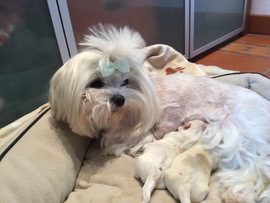 Der S - Wurf ist da!