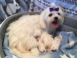 Der E - Wurf ist da!