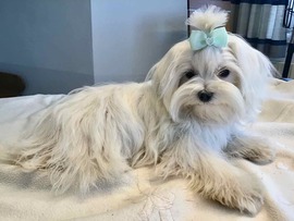 Una Primavera - 7 Monate alt