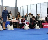 Eurodogshow_30.jpg