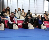 Eurodogshow_33.jpg