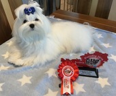 Zeus_Eurodogshow_10_-_1.jpg