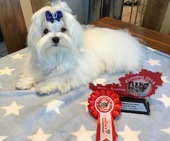 Zeus_Eurodogshow_14_-_1.jpg